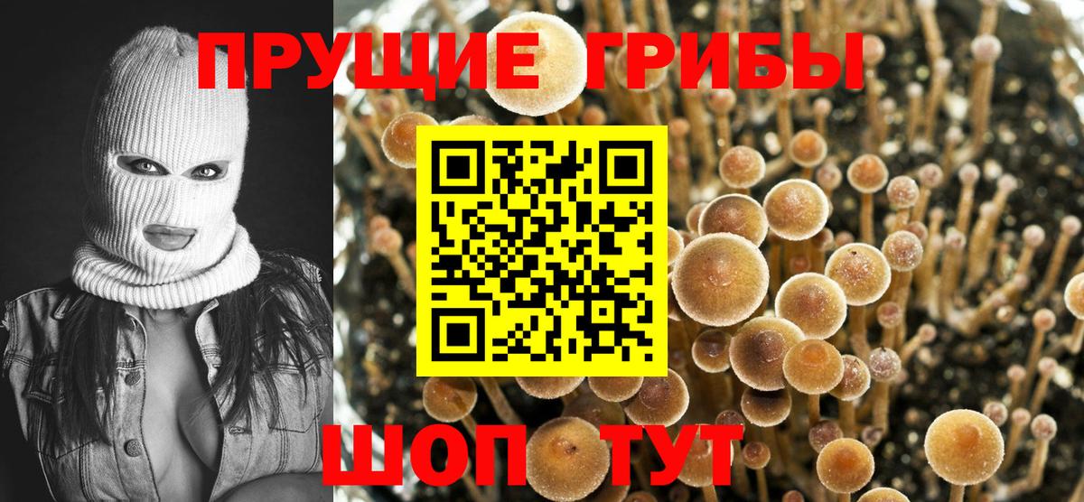 Галлюциногенные грибы GOLDEN TEACHER  Псилоцибиновые грибы GOLDEN TEACHER  Соль-Илецк  Вход с VPN 